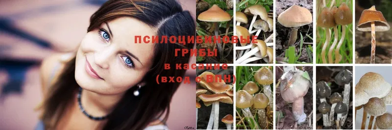 Галлюциногенные грибы Psilocybe  Весьегонск 